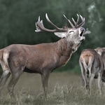 John Slater 78 Stag in Rutt