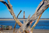 Folly Beach