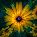 Blackeyed Susan with a Twist