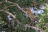 Juvenile Rufescent Tiger-heron in tree, Pantanal, Brazil