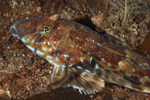 Callionymus maculatus