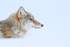Head profile of Coyote, Yellowstone National Park