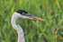Cocoi Heron head close view, Porto Jofre, Brazil