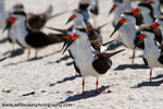 FLB043: Black skimmers
