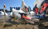 Mute swan in Portishead Marina_0023