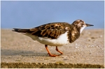 Stumpy the Turnstone