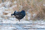 Black Grouse - Tetrao tetrix