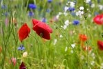 Meadow Flowers 59