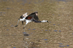 Chilean Flamingo (immature) starts take off run, Machuca, Chile