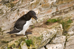 Razorbill