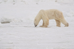 Polar Bear sniffing sea ice, Churchill, Canada