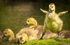 "Commended image" of Goslings
