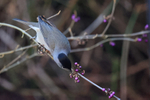Blackcap pecking at purple Callicarpa berry, Oxfordshire