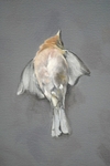 Chaffinch 1 Detail