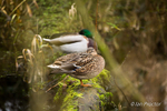 Mallards trying to get some shuteye!