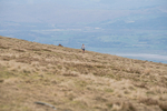 Black Combe-1507