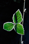 Frost on blackberry leaf