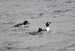 Barrow's Goldeneyes