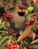 WAXWINGS (ww 11)