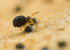 Sminthurinus igniceps