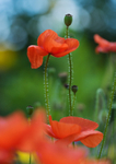 Field Poppies - Papaver rhoeas RPNP0025