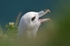 Fulmar