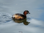 Little Grebe