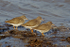Redshank