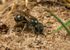 Halictus tumulorum (f)