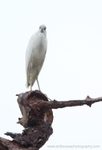 FLB001: Juv. little blue heron