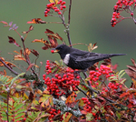 Male Ring Ouzel