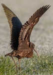 Glossy Ibis 3