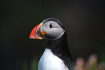 Puffin