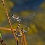 Lestes sponsa mating