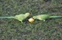 Ring-necked Parakeets