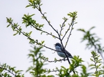 Lesser Whitethroat