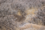 Female Puma Escacha falling snow, Torres del Paine, Chile