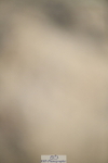 251004A-132734-01281