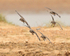 Knot about to land at Holme Dunes, Norfolk