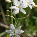 Branched St Benard's Lily (Anthericum ramosum)