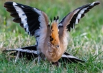 Hoopoe portfolio