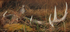 . SNIPE/ ANTLER