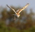 Barn Owl