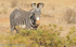 Grevy's zebra.