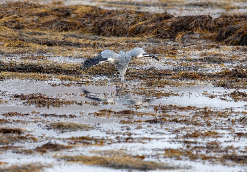 Grey Heron - Isle of Mull - Scotland