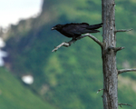 Common Raven portfolio