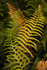 The Fern Dance