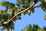 Red-lored Amazon portfolio