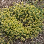 Small Alyssum (Alison) Alyssum alyssoides