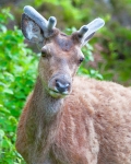 Wild Deer at Kylesku
